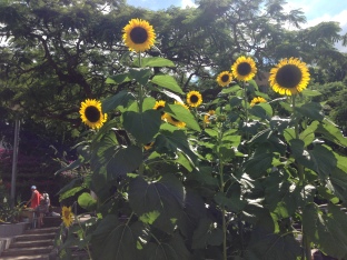 sunflowers!
