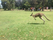 Kangaroos!!