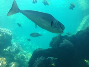 ReefHQ Aquarium